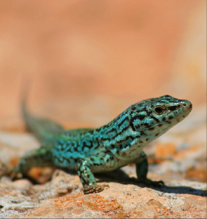 Lizard